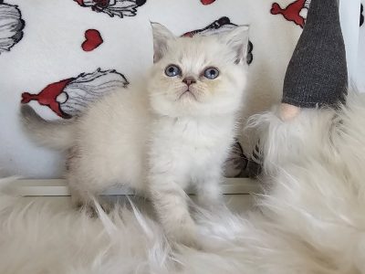 Skót állófülű kislány/ Mirella