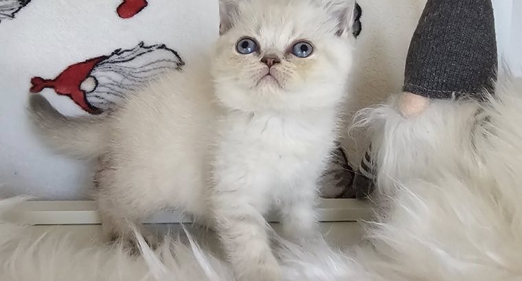 Skót állófülű kislány/ Mirella