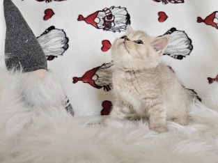 Skót kisfiú, Karácsonyi elvitellel