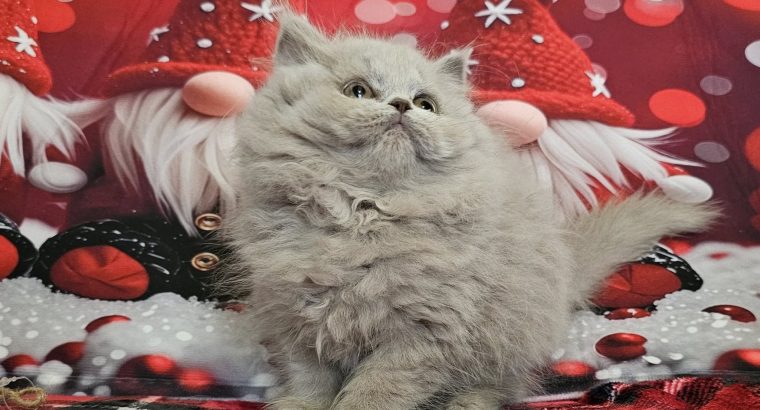 Brit hosszúszőrű kislány