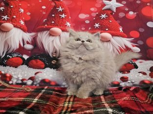 Brit hosszúszőrű kislány