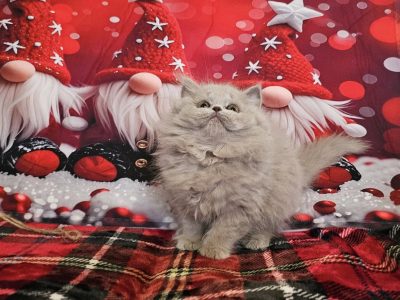 Brit hosszúszőrű kislány