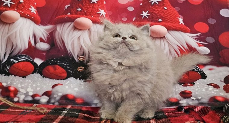 Brit hosszúszőrű kislány