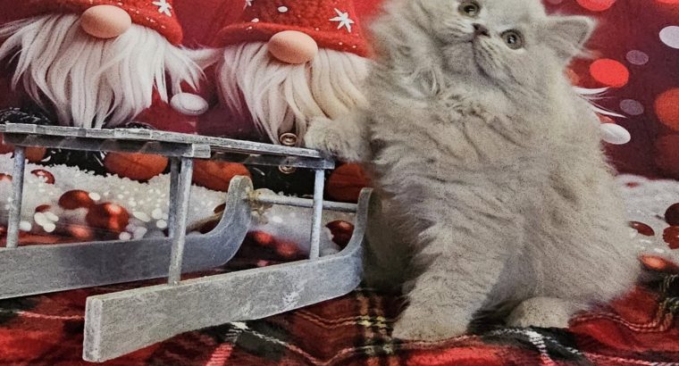 Tündéri Brit hosszúszőrű kis kandúr