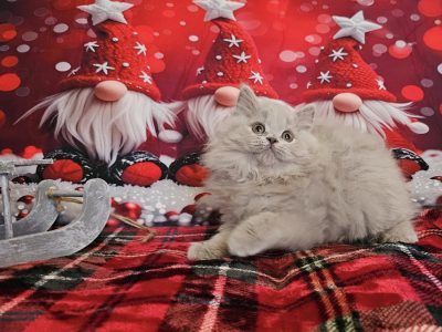 Tündéri Brit hosszúszőrű kis kandúr