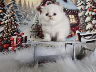 Skót állófülű, kandúrka