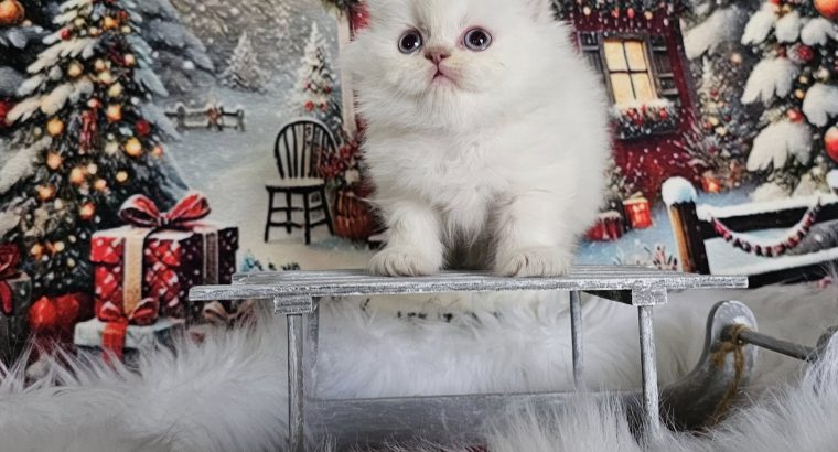 Skót állófülű, kandúrka