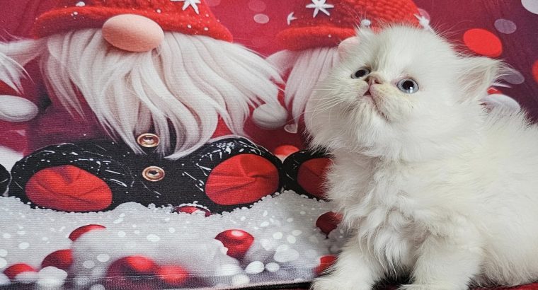 Skót állófülű, kandúrka