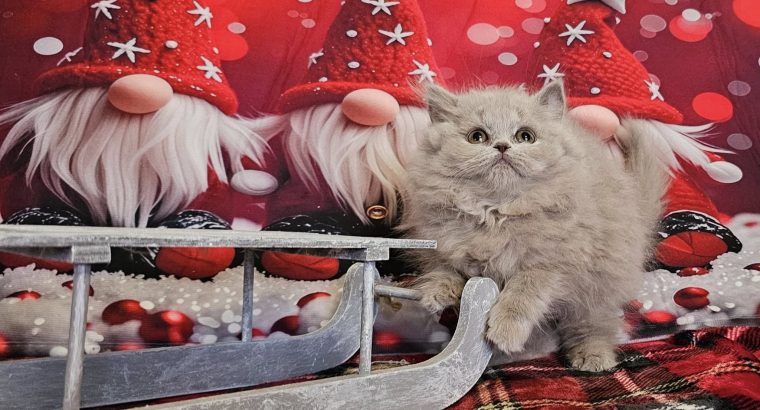 Brit hosszúszőrű kislány