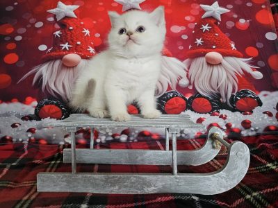 Skót állófülű kislány -Neila Rose