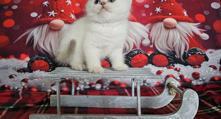 Skót állófülű kislány -Neila Rose