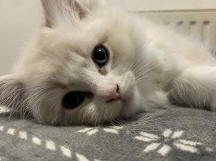 Szőrmókszív (Kókusz)