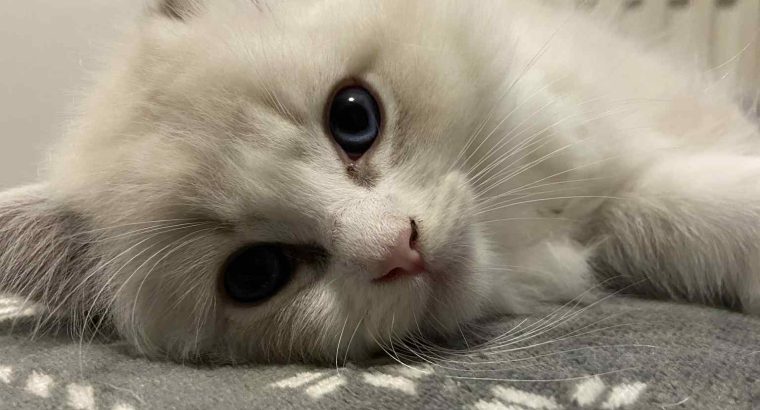 Szőrmókszív (Kókusz)