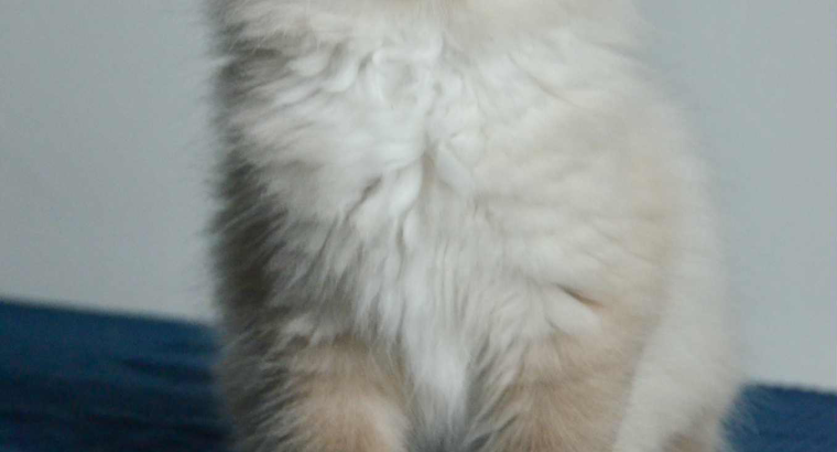 Ragdoll kandúr