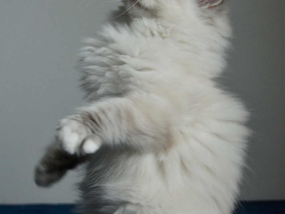 Ragdoll kandúr