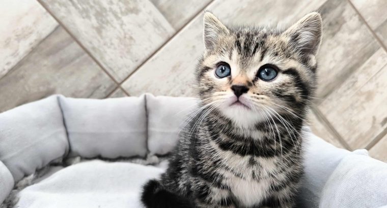 Brit gold whiskas mintás baba