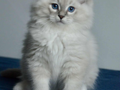 Ragdoll kandúr