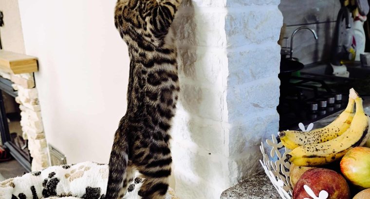 Extra cuki bengáli kandúrka