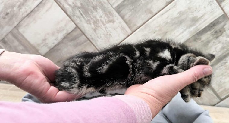 Brit gold whiskas mintás baba