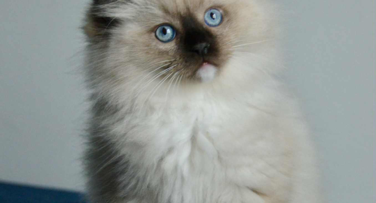 Ragdoll kandúr
