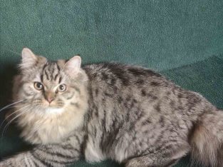 Brit hosszú szőrű kisfiú