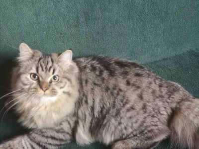 Brit hosszú szőrű kisfiú