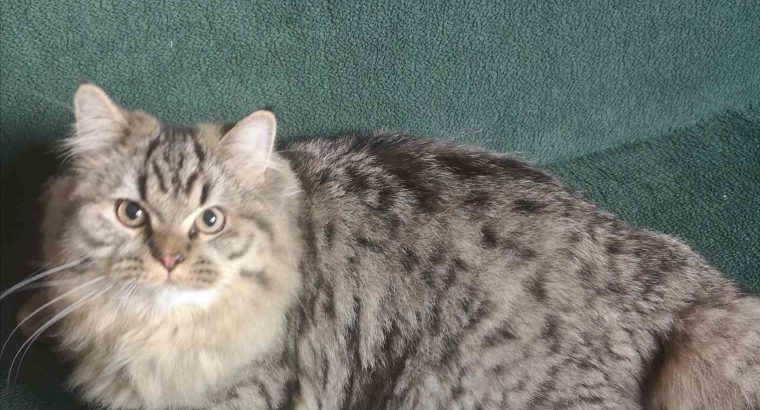 Brit hosszú szőrű kisfiú