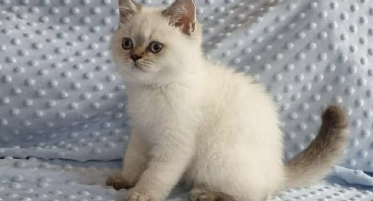 Tündéri Skót állófülű kislány cica.