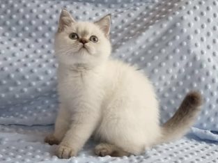 Tündéri Skót állófülű kislány cica.