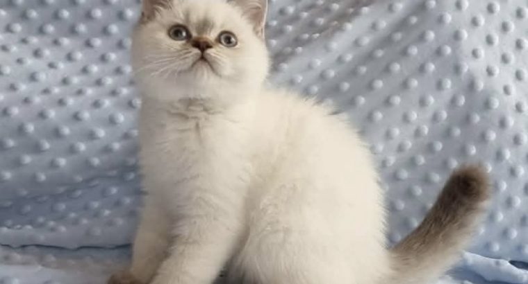 Tündéri Skót állófülű kislány cica.