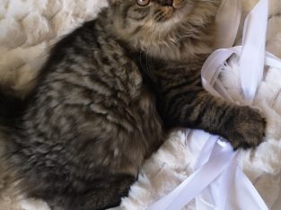 Brit hosszú szőrű kisfiú