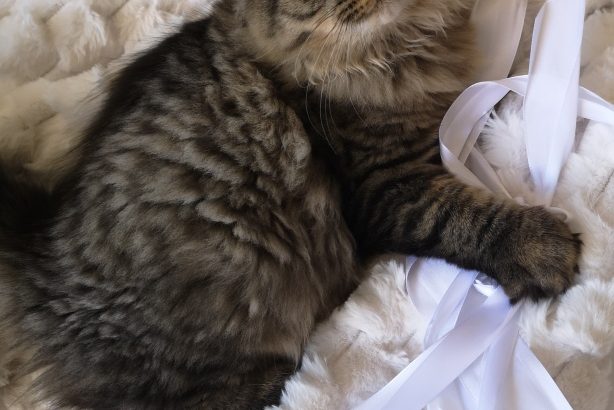 Brit hosszú szőrű kisfiú