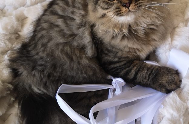 Brit hosszú szőrű kisfiú