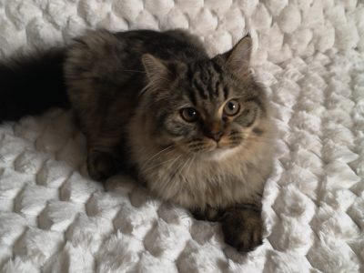 Brit hosszú szőrű kisfiú