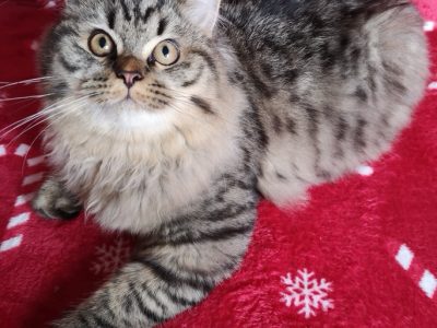 Brit hosszú szőrű kisfiú