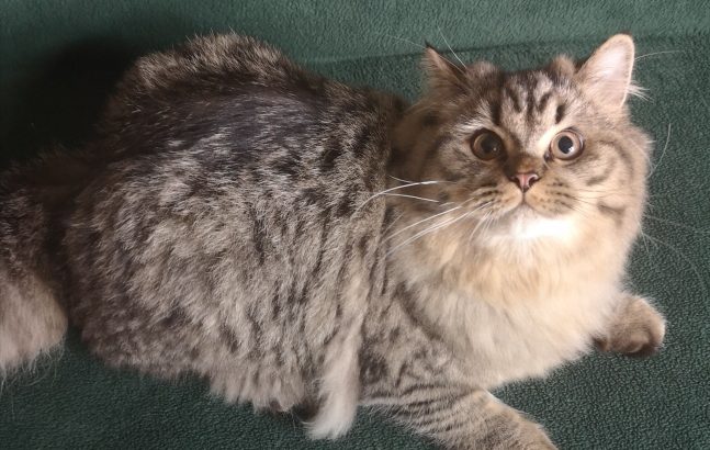 Brit hosszú szőrű kisfiú