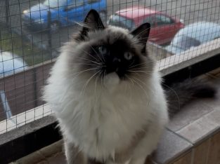 Ragdoll kandúr