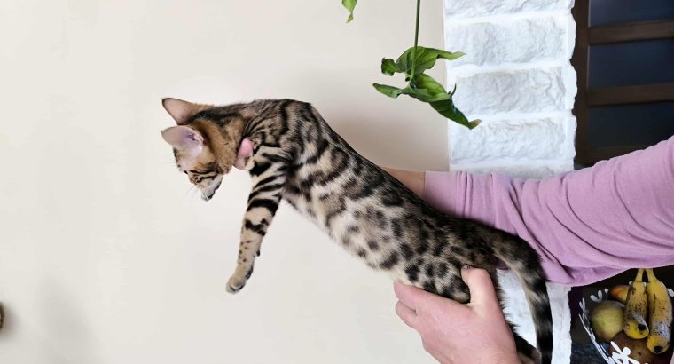 Extra cuki bengáli kandúrka