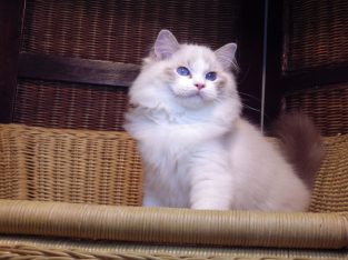 Ragdoll cica! Linzy! đđ lĂĄny!