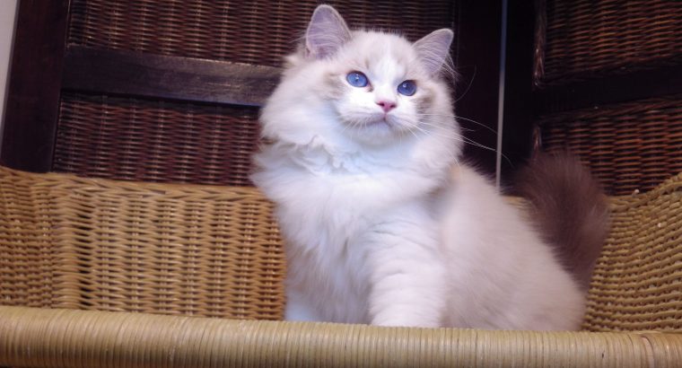 Ragdoll cica! Linzy girl! 💖💖😍😍