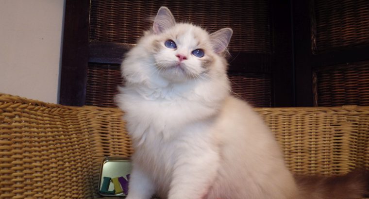 Ragdoll cica! Linzy! đđ lĂĄny!