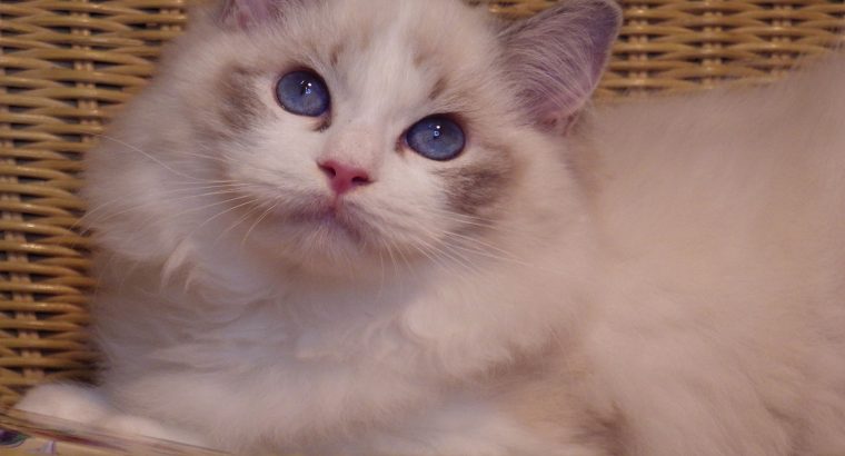 Ragdoll cica! Linzy! đđ lĂĄny!