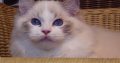 Ragdoll cica! Linzy! đđ lĂĄny!