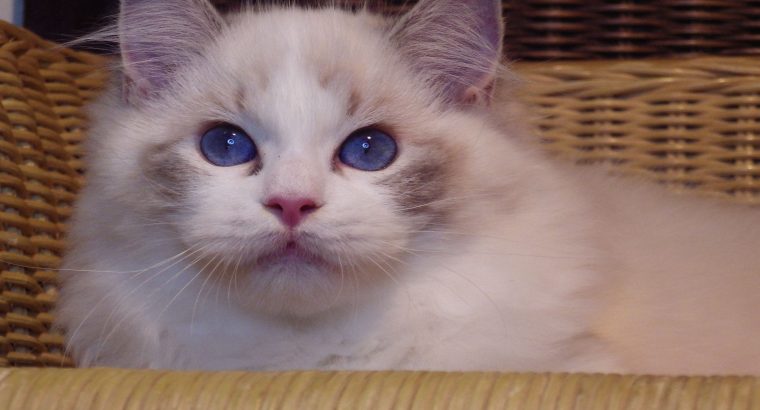 Ragdoll cica! Linzy! đđ lĂĄny!