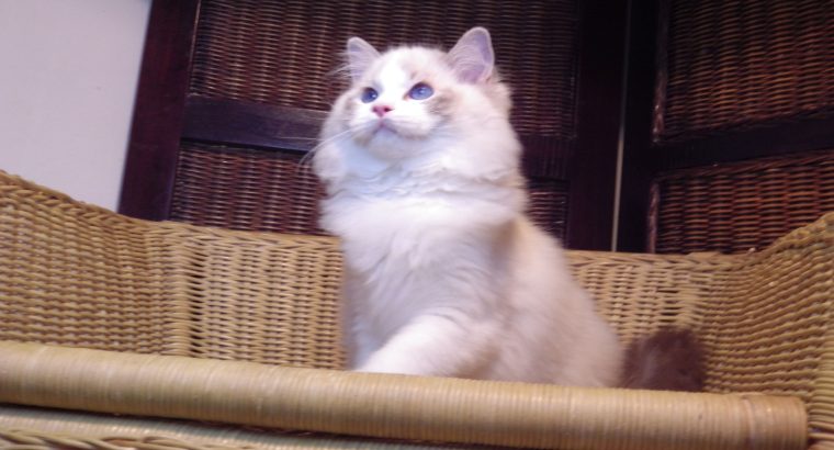 Ragdoll cica! Linzy! đđ lĂĄny!