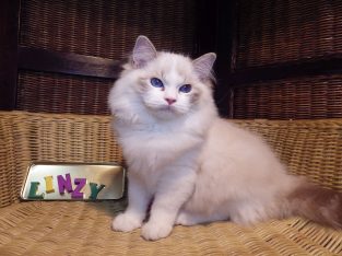 Ragdoll cica! Linzy girl! 💖💖😍😍