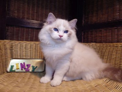 Ragdoll cica! Linzy girl! 💖💖😍😍