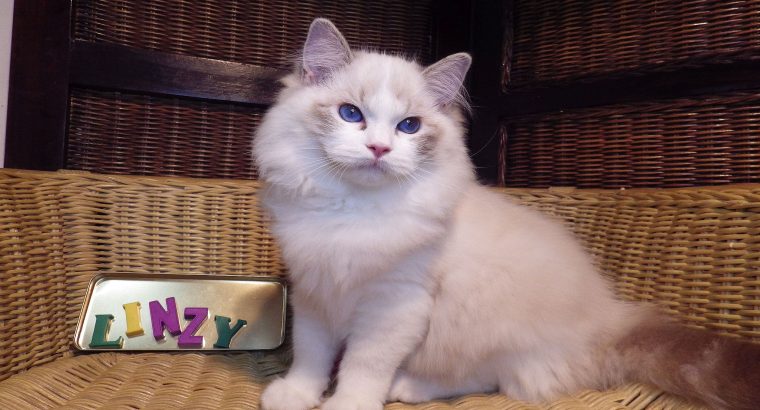 Ragdoll cica! Linzy girl! 💖💖😍😍