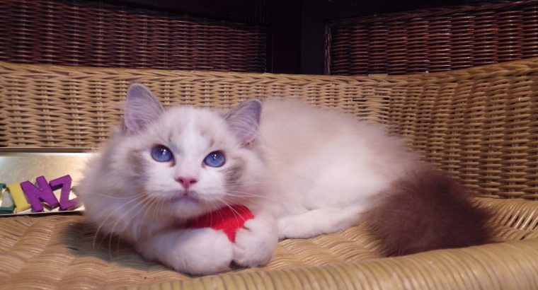 Ragdoll cica! Linzy girl! 💖💖😍😍