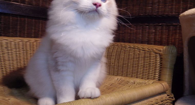 London! 💖😇 Ragdoll cica!